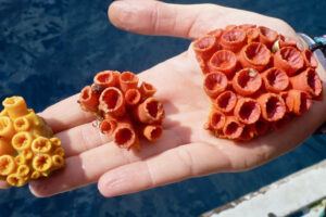 Le corail exotique s&rsquo;est propagé et a causé des impacts environnementaux sur la côte brésilienne – Jornal da USP