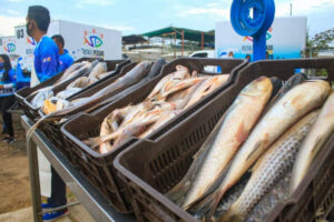 Ils distribuent 20 mille kilos de poisson dans huit états du pays
