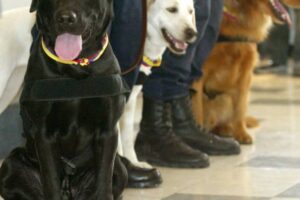 Les États-Unis interdisent l&rsquo;entrée des chiens de Colombie et de plus de 100 pays
