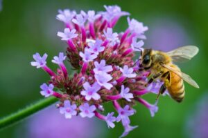 Une technique moins agressive détecte les pesticides dans les abeilles et le pollen pour faciliter la protection des ruches – Jornal da USP