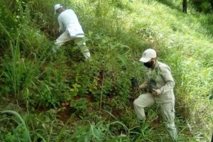 Reboiser les zones de Merida avec la plantation de 200 arbres