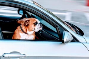 3 destinations pour vous vider l&rsquo;esprit et voyager avec votre animal de compagnie