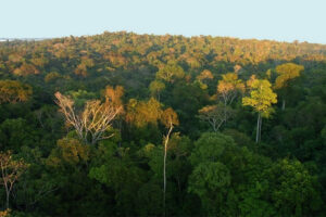 Avec la déforestation, l&rsquo;Amazonie perd sa capacité à absorber le carbone – Jornal da USP