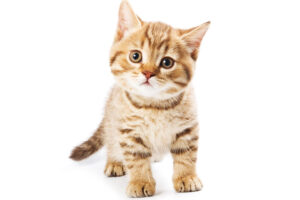Les chats deviennent covid en dormant avec leurs propriétaires