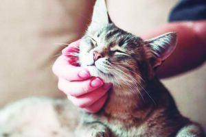 Les chats deviennent plus affectueux pendant la pandémie
