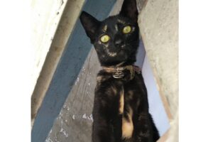Catwoman, une michi très chanceuse