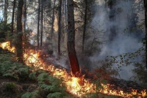 Des feux de forêt dévastateurs font rage dans le monde