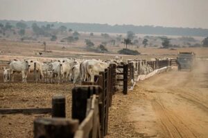 D&rsquo;où viennent les lois qui légalisent le vol de terres et les crimes environnementaux ?