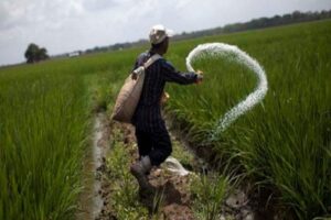 Ils promeuvent la plantation de 5 000 hectares de riz à Monagas