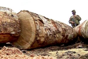 La déforestation en Amazonie au cours des 12 derniers mois est la plus importante en 10 ans