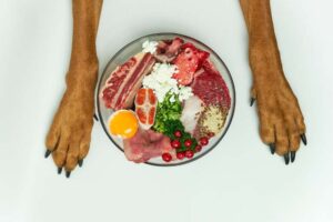 Vous pouvez désormais nourrir et chouchouter votre animal de manière saine