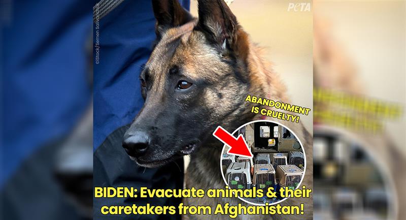 PETA a affirmé qu'il s'agissait de chiens abandonnés par l'armée américaine.  Photo : Twitter @peta