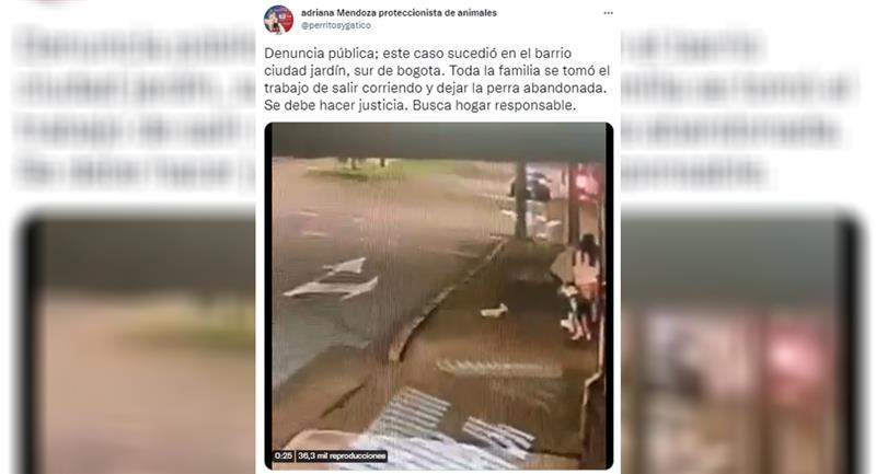 Dans les réseaux sociaux ils ont dénoncé l'abandon de ce chien.  Photo : Twitter @perrosygatico