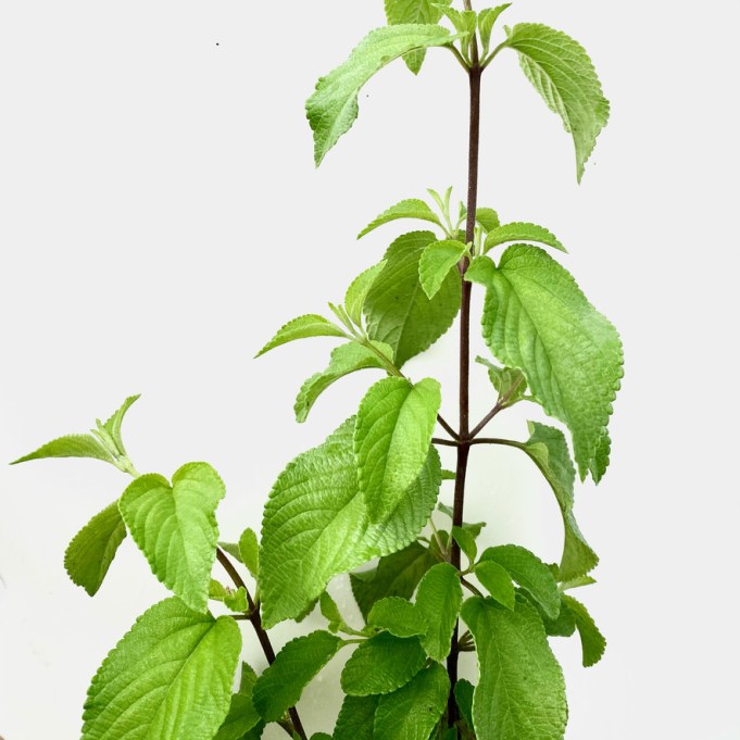 Alecrim-pimenta (Lippia sidoides) - Photo : Archives personnelles