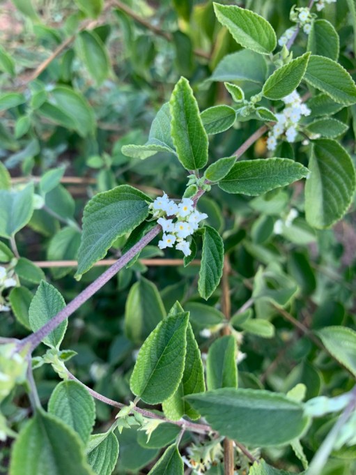 Le romarin poivré (Lippia sidoides) avec des fleurs (période avec la plus forte concentration d'huile essentielle dans la plante) - Photo : Archives personnelles