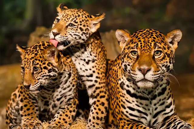 Symbole de la forêt amazonienne, le jaguar est menacé d'extinction. Image : photos de dépôt.