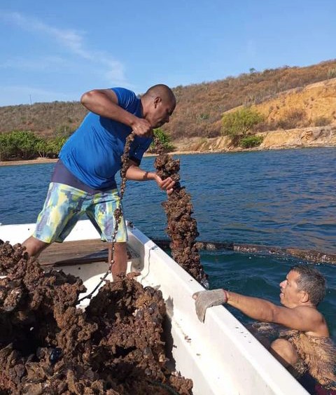 In Sucre s'engage pour la culture des moules