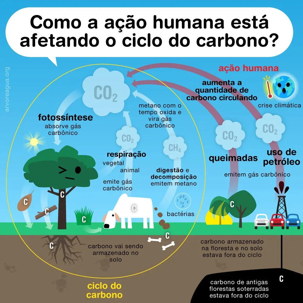 Le cycle du carbone est illustré dans les relations qui se produisent à l'intérieur du cercle jaune de l'image et a pour fonction de maintenir l'équilibre du carbone dans la nature, en recyclant cet élément dans l'atmosphère, la lithosphère, l'hydrosphère et la biosphère.  Comme le dioxyde de carbone atmosphérique est lié au taux de photosynthèse des producteurs, qui agit comme la principale source de production alimentaire sur Terre, le cycle du carbone contribue à maintenir la vie sur la planète.  Le carbone est également un élément fondamental dans la composition des protéines, des lipides, de l'ADN et des éléments constitutifs de tous les êtres vivants.