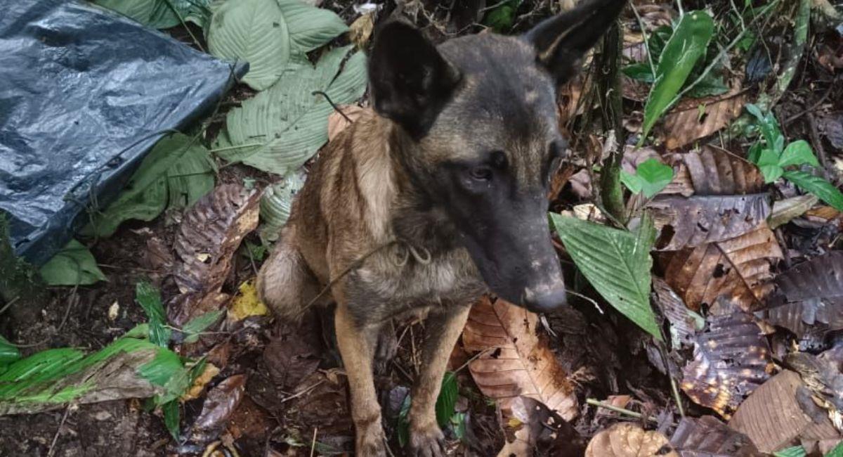 Ils trouvent un chien qui pourrait être le sauveur d'enfants perdus dans la jungle