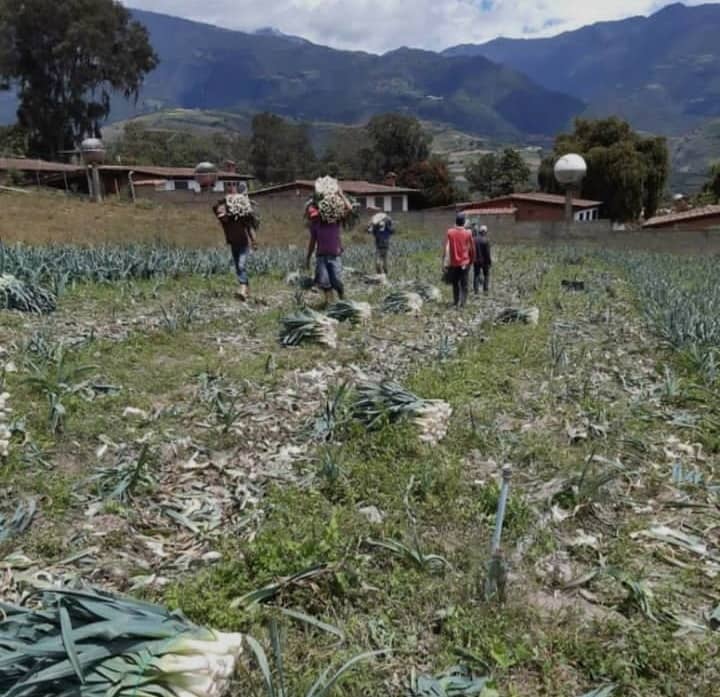 Des engrais seront distribués aux producteurs de Trujillo
