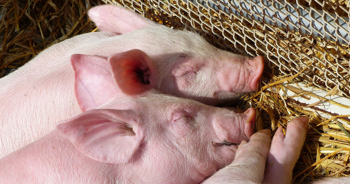 L'environnement de gestation des truies affecte le développement du cerveau chez les porcs - Jornal da USP