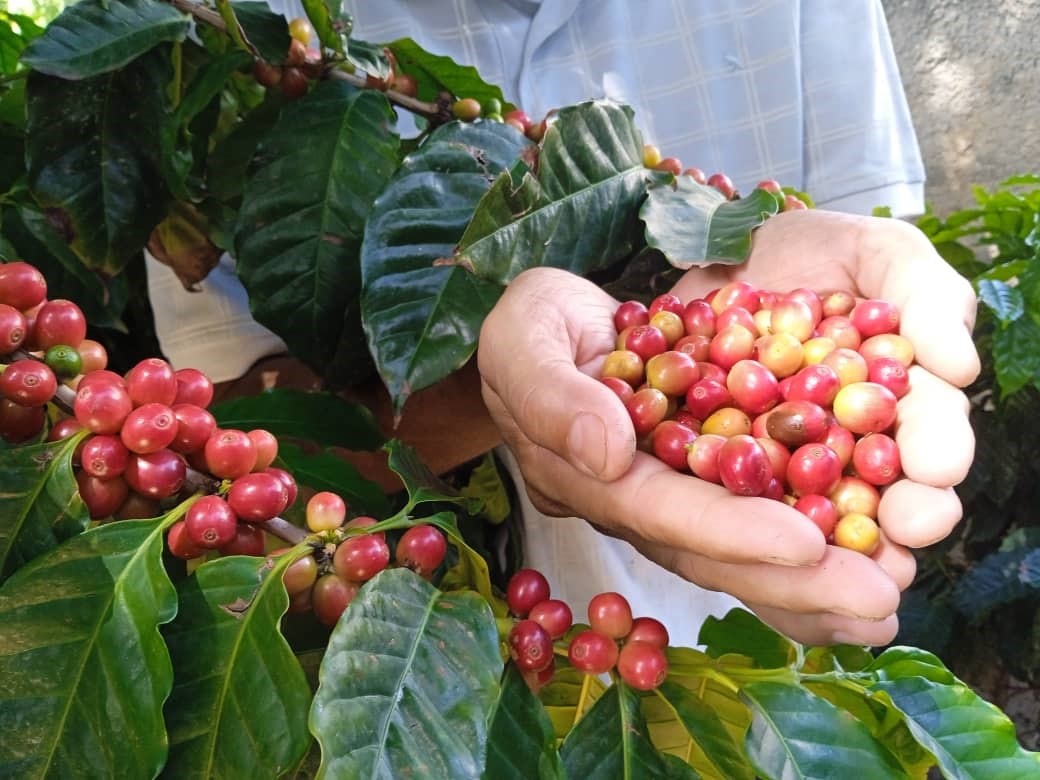 Promouvoir la culture du café à Guarenas