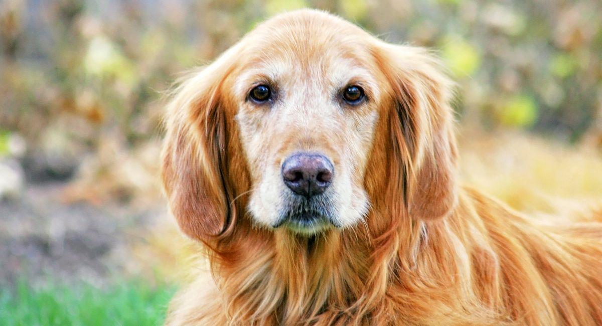 Quels soins dois-je avoir avec un animal âgé ?
