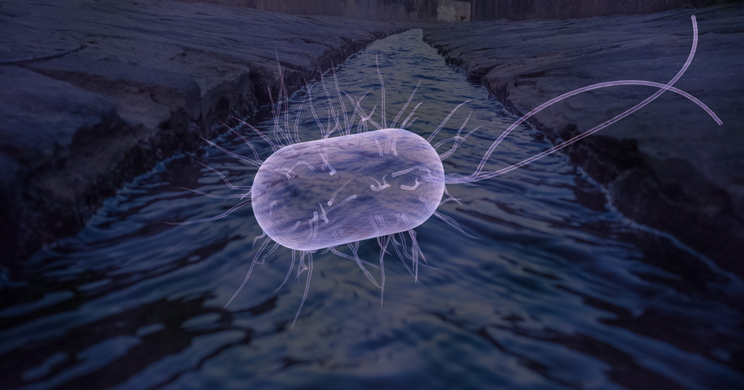Comprendre comment les bactéries interagissent avec le phosphore pourrait améliorer le traitement des eaux usées – ​​Jornal da USP