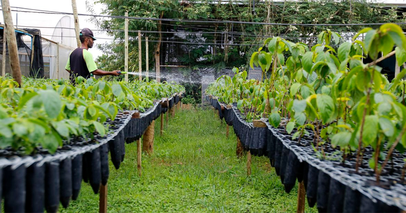 Des experts discutent des dernières nouveautés en matière de restauration forestière à l'USP de Piracicaba – Jornal da USP