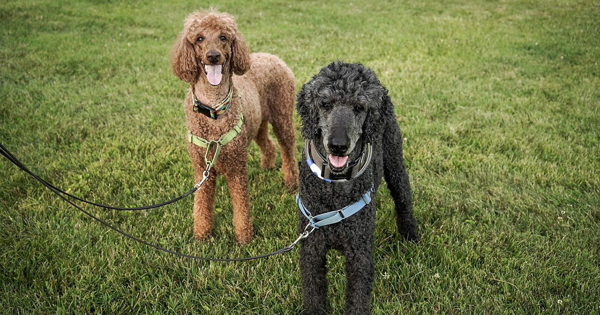 La mode des races de chiens provoque l'abandon des animaux et des inconvénients pour les familles - Jornal da USP