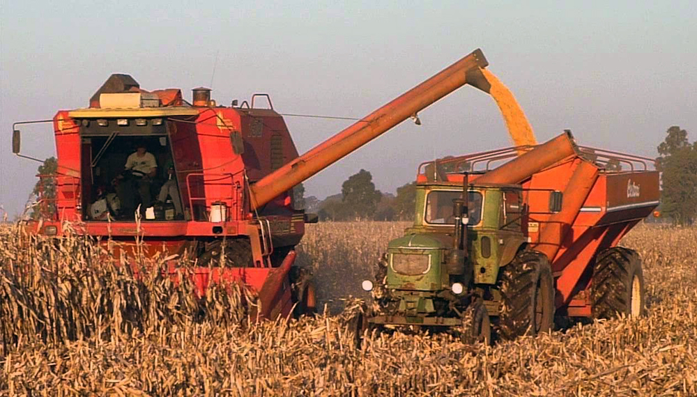 Le Venezuela a un semis de 630 000 hectares de céréales
