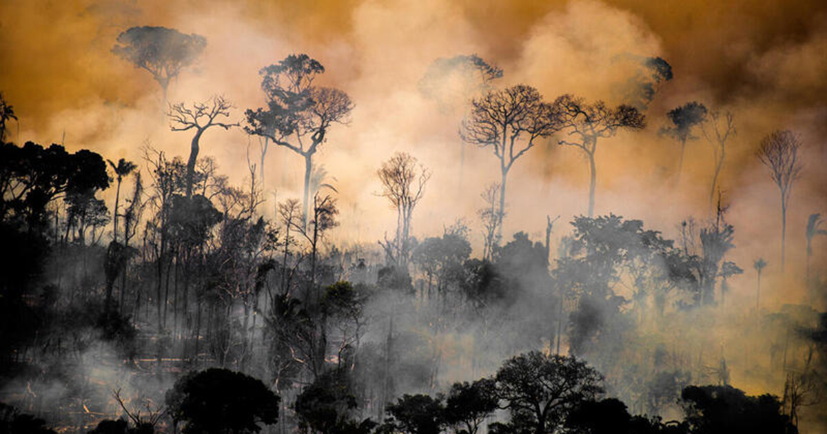 Un événement en ligne débat des conséquences du déclin de l’application des lois sur la protection de l’environnement – ​​Jornal da USP