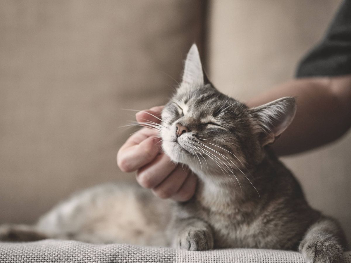Comment les chats savent-ils qui est leur propriétaire ?