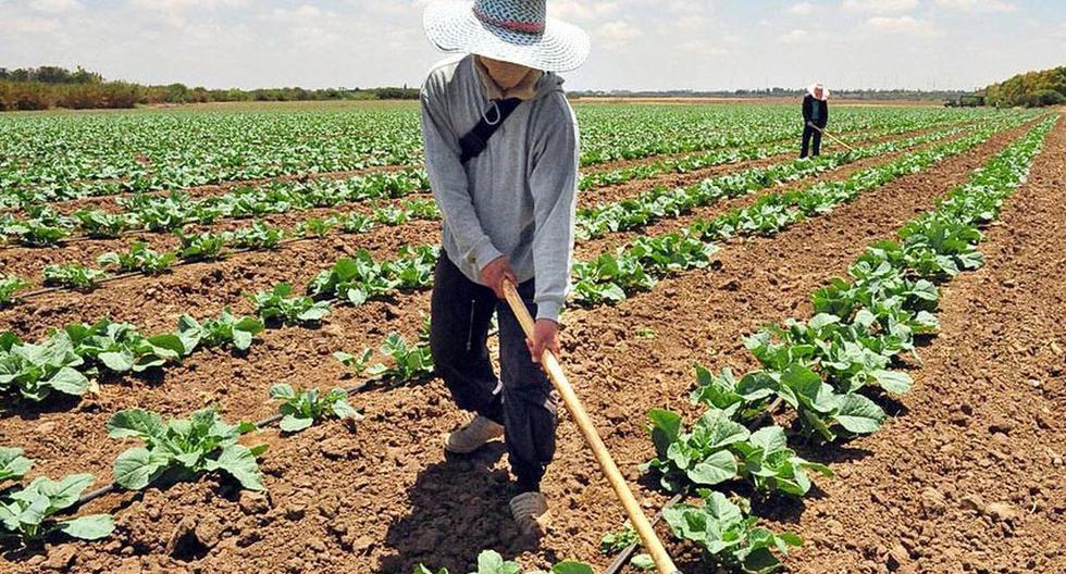 Le Venezuela travaille à la création d'une zone spéciale pour la production alimentaire |  Monde |  Vénézuela |  Production alimentaire |  cultures |  MONDE