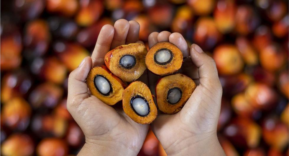 Le Venezuela veut exporter de l’huile de palme : commence à planter 50 000 graines