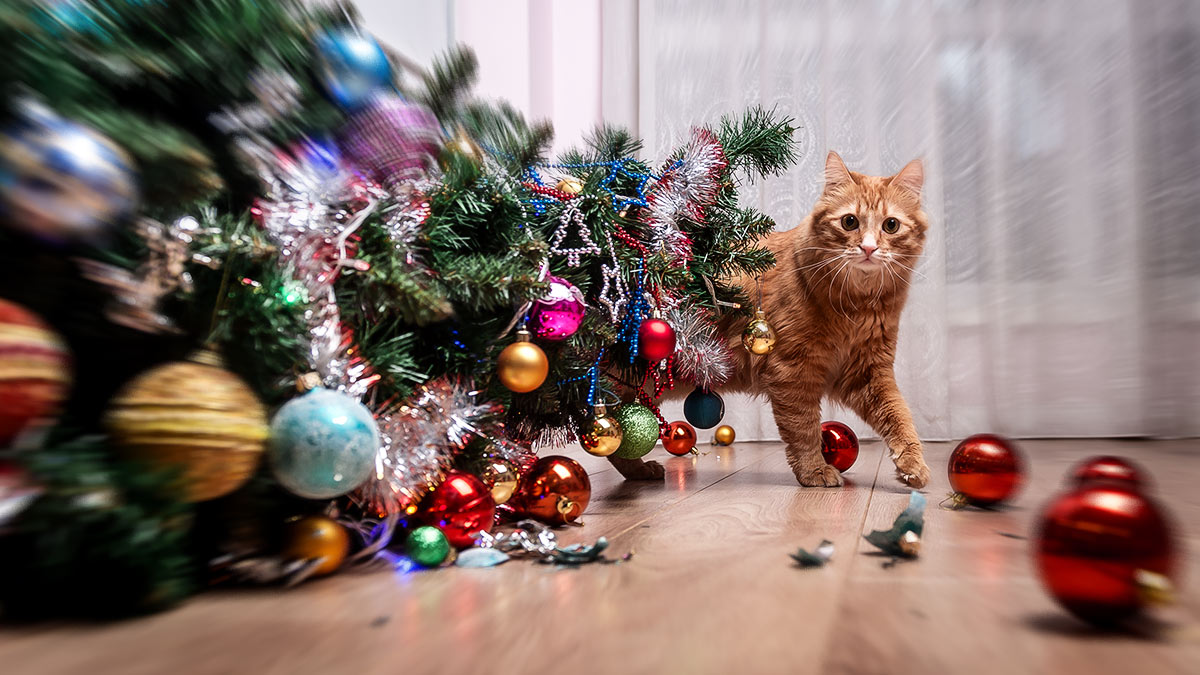 Astuces pour que le chat et votre sapin de Noël cohabitent en paix