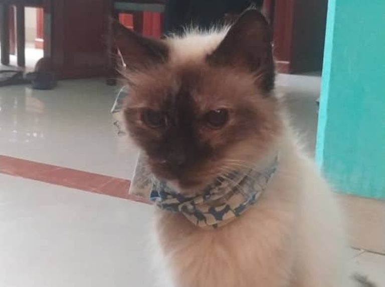 Fundación Patitas Rescatadas 04142428300 y 04143108698 Guarenas - Caracas