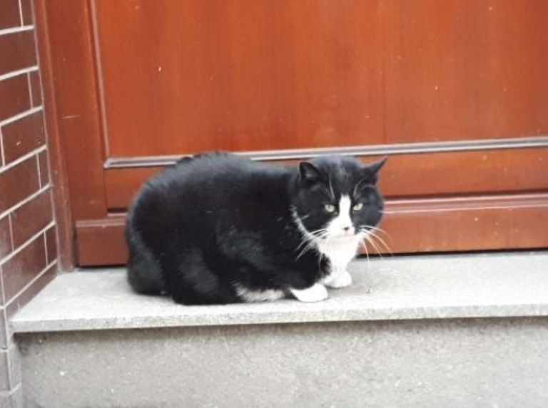 Gacek le chat qui reçoit 5 étoiles sur Google Maps