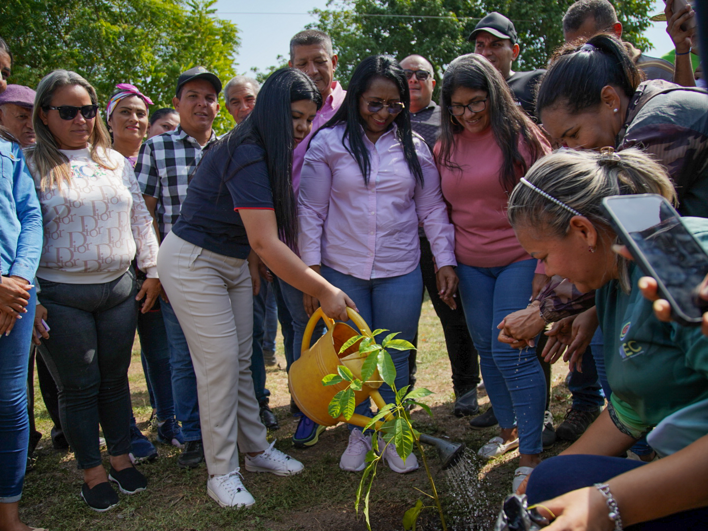 Ils déclarent l'Apamate comme arbre emblématique de la commune d'Anzoátegui