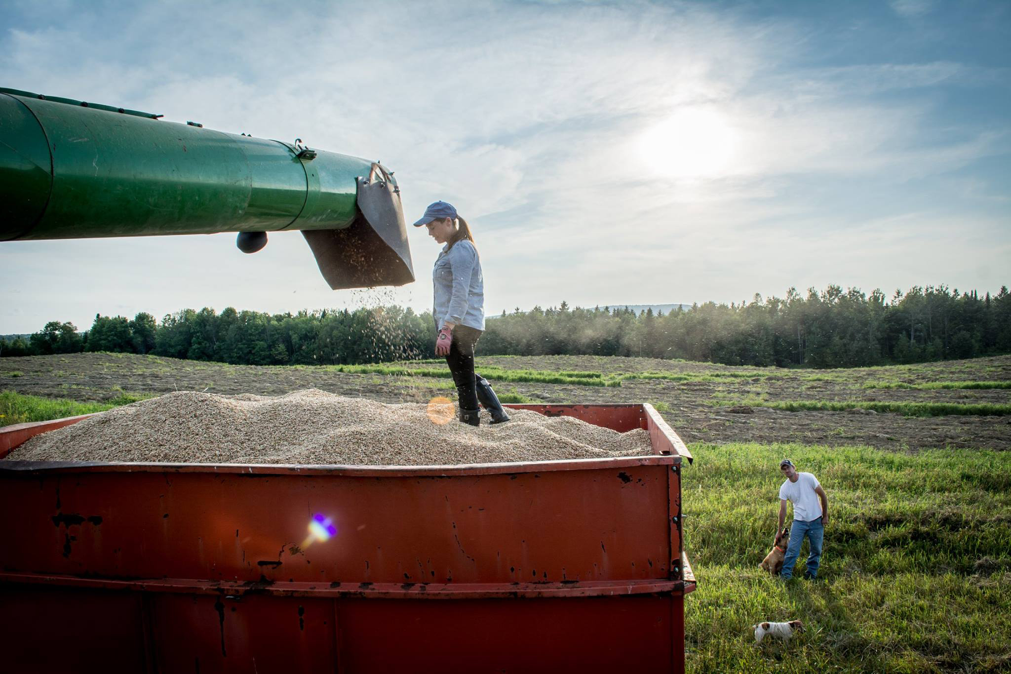 L’approvisionnement en céréales pourrait être réduit en 2024 en raison de la crise climatique
