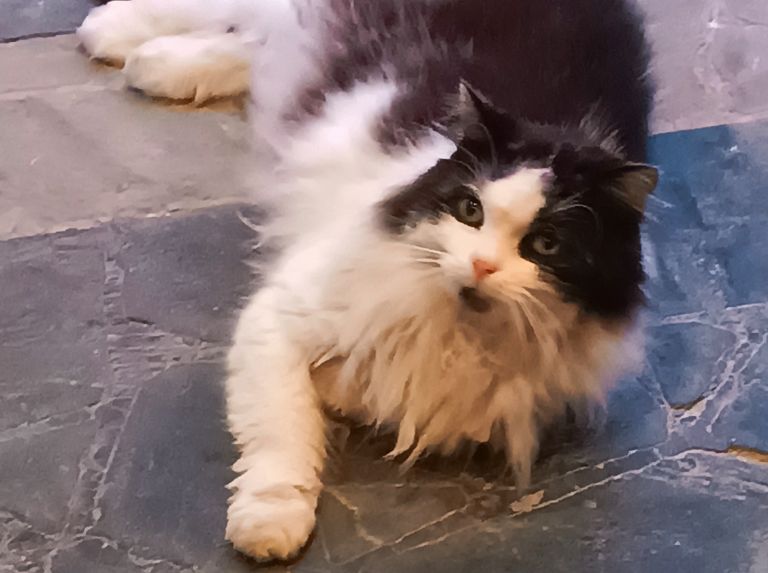 On a cassé le mur pour faire sortir le chat, mais on n'allait pas le laisser mourir