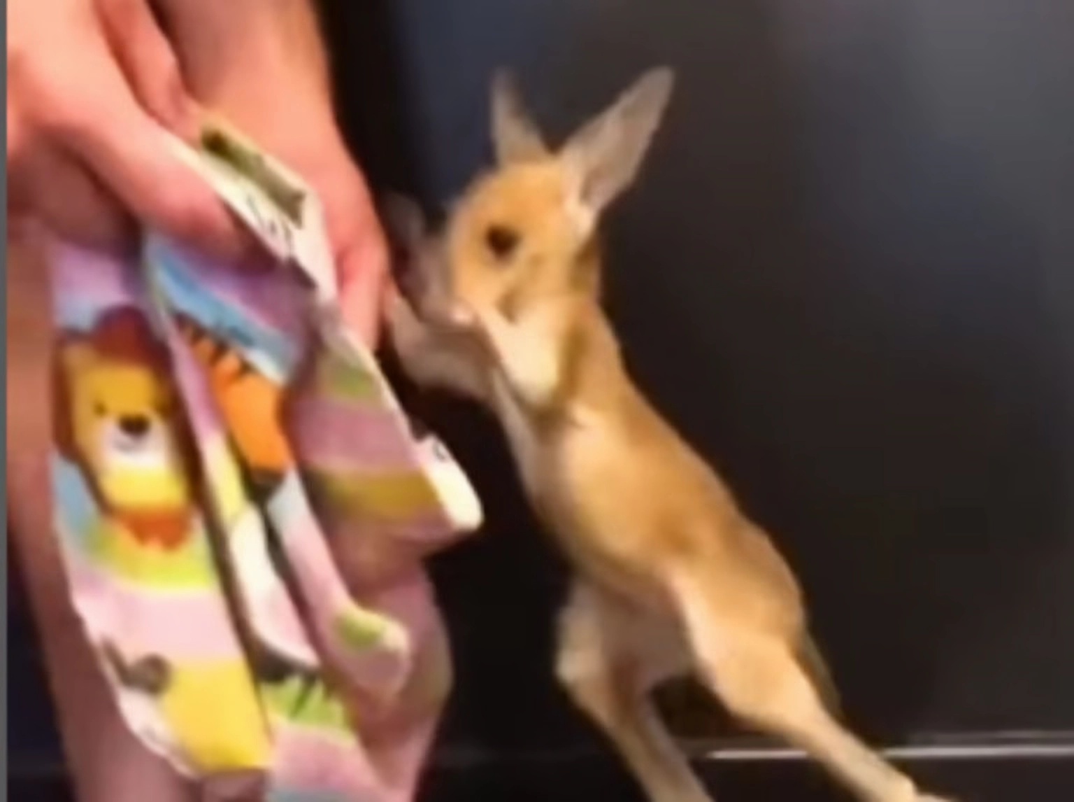 Sauvetage miraculeux : un bébé kangourou trouve une nouvelle opportunité