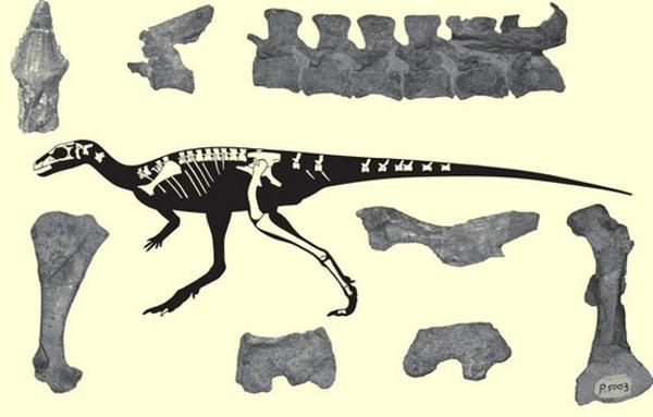 IVIC découvre un nouveau matériau fossile de dinosaure