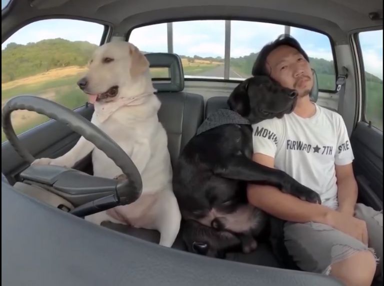 Il apprend à son chien à conduire une voiture et une moto et cela devient viral