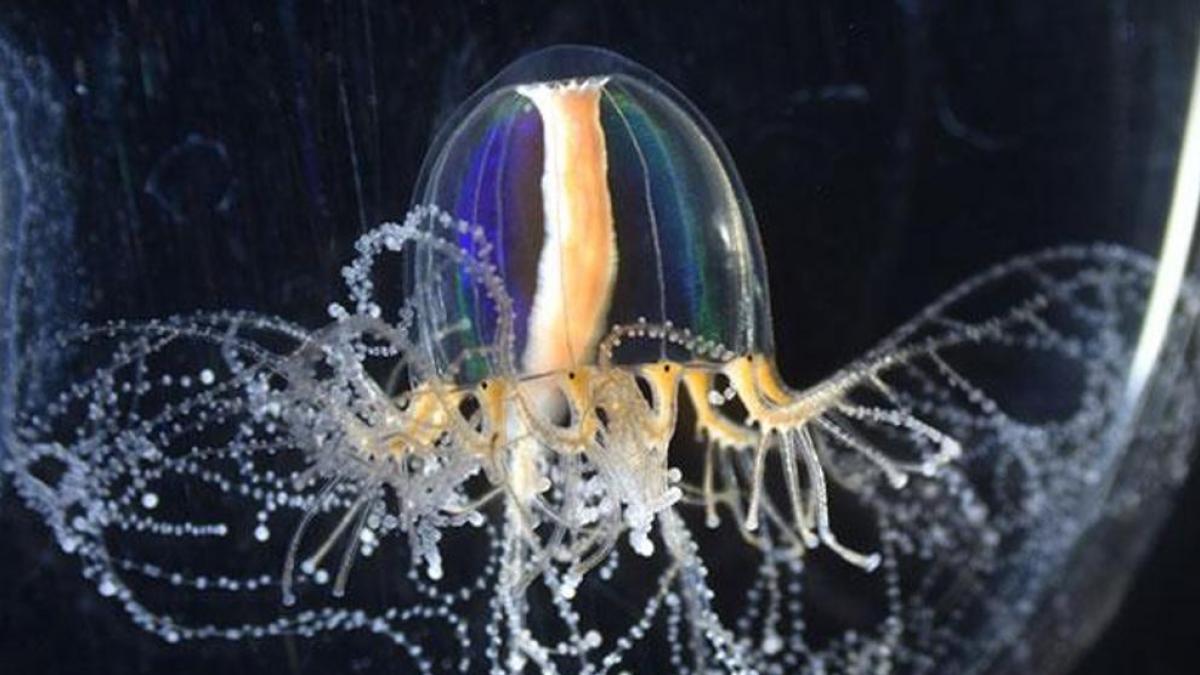 Ils découvrent comment les méduses peuvent régénérer leurs tentacules