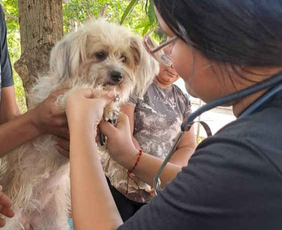 Journée vétérinaire soignée pour 89 animaux d'Orituco à Guárico