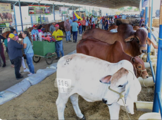 La foire agricole battra le record de participation animale