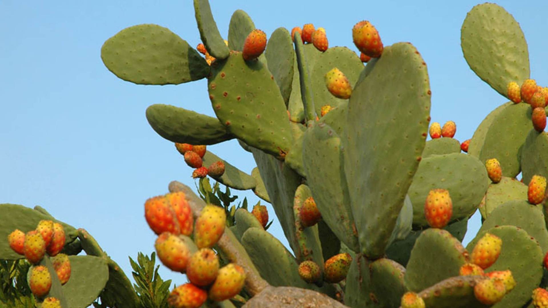 Le Nopal a le potentiel de développer de nouveaux produits alimentaires