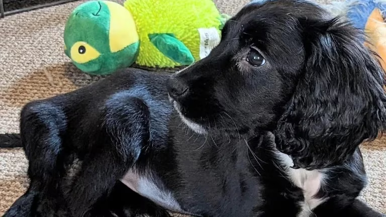 Le miracle d'Ariel : un chiot à six pattes dont la vie a changé