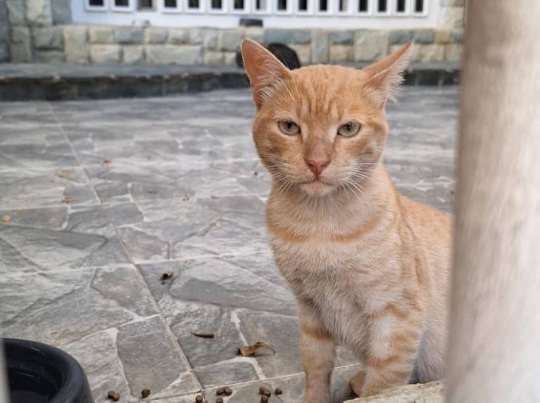 El gatito siempre va a comer m es comunitario